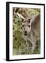 Australia, Perth, Yanchep National Park. Western Gray Kangaroo Close Up of Face-Cindy Miller Hopkins-Framed Photographic Print