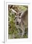 Australia, Perth, Yanchep National Park. Western Gray Kangaroo Close Up of Face-Cindy Miller Hopkins-Framed Photographic Print