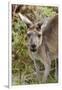 Australia, Perth, Yanchep National Park. Western Gray Kangaroo Close Up of Face-Cindy Miller Hopkins-Framed Photographic Print