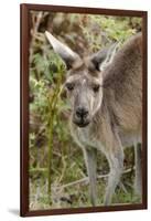 Australia, Perth, Yanchep National Park. Western Gray Kangaroo Close Up of Face-Cindy Miller Hopkins-Framed Photographic Print