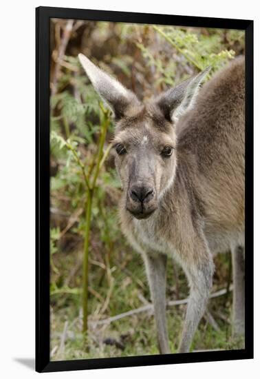 Australia, Perth, Yanchep National Park. Western Gray Kangaroo Close Up of Face-Cindy Miller Hopkins-Framed Photographic Print