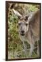 Australia, Perth, Yanchep National Park. Western Gray Kangaroo Close Up of Face-Cindy Miller Hopkins-Framed Premium Photographic Print