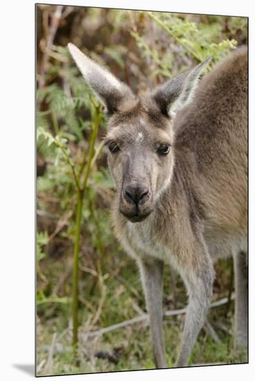 Australia, Perth, Yanchep National Park. Western Gray Kangaroo Close Up of Face-Cindy Miller Hopkins-Mounted Premium Photographic Print