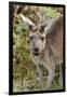 Australia, Perth, Yanchep National Park. Western Gray Kangaroo Close Up of Face-Cindy Miller Hopkins-Framed Premium Photographic Print