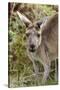 Australia, Perth, Yanchep National Park. Western Gray Kangaroo Close Up of Face-Cindy Miller Hopkins-Stretched Canvas