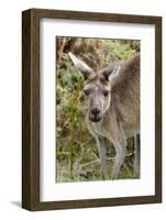 Australia, Perth, Yanchep National Park. Western Gray Kangaroo Close Up of Face-Cindy Miller Hopkins-Framed Photographic Print