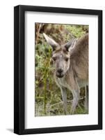 Australia, Perth, Yanchep National Park. Western Gray Kangaroo Close Up of Face-Cindy Miller Hopkins-Framed Photographic Print