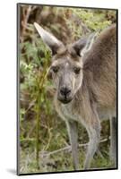 Australia, Perth, Yanchep National Park. Western Gray Kangaroo Close Up of Face-Cindy Miller Hopkins-Mounted Photographic Print