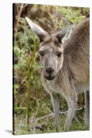 Australia, Perth, Yanchep National Park. Western Gray Kangaroo Close Up of Face-Cindy Miller Hopkins-Stretched Canvas