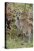 Australia, Perth, Yanchep National Park. Western Gray Kangaroo in Bush Habitat-Cindy Miller Hopkins-Stretched Canvas