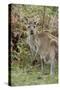 Australia, Perth, Yanchep National Park. Western Gray Kangaroo in Bush Habitat-Cindy Miller Hopkins-Stretched Canvas