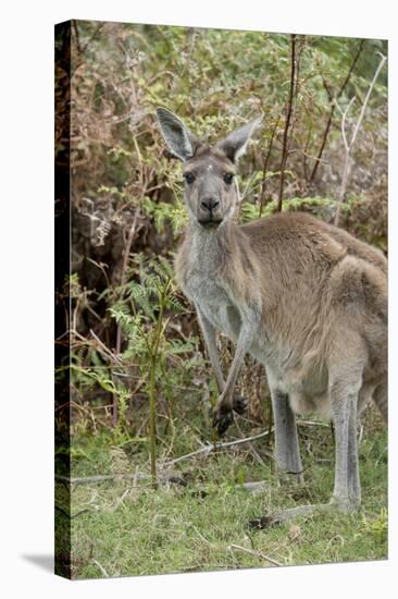 Australia, Perth, Yanchep National Park. Western Gray Kangaroo in Bush Habitat-Cindy Miller Hopkins-Stretched Canvas