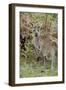 Australia, Perth, Yanchep National Park. Western Gray Kangaroo in Bush Habitat-Cindy Miller Hopkins-Framed Premium Photographic Print