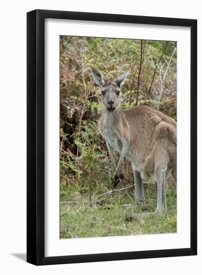 Australia, Perth, Yanchep National Park. Western Gray Kangaroo in Bush Habitat-Cindy Miller Hopkins-Framed Premium Photographic Print