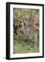 Australia, Perth, Yanchep National Park. Western Gray Kangaroo in Bush Habitat-Cindy Miller Hopkins-Framed Premium Photographic Print