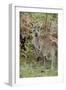 Australia, Perth, Yanchep National Park. Western Gray Kangaroo in Bush Habitat-Cindy Miller Hopkins-Framed Premium Photographic Print