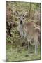 Australia, Perth, Yanchep National Park. Western Gray Kangaroo in Bush Habitat-Cindy Miller Hopkins-Mounted Premium Photographic Print