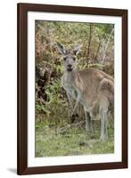 Australia, Perth, Yanchep National Park. Western Gray Kangaroo in Bush Habitat-Cindy Miller Hopkins-Framed Photographic Print