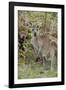 Australia, Perth, Yanchep National Park. Western Gray Kangaroo in Bush Habitat-Cindy Miller Hopkins-Framed Photographic Print