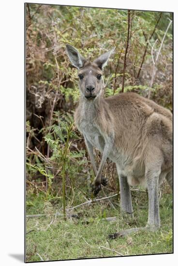 Australia, Perth, Yanchep National Park. Western Gray Kangaroo in Bush Habitat-Cindy Miller Hopkins-Mounted Photographic Print