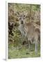 Australia, Perth, Yanchep National Park. Western Gray Kangaroo in Bush Habitat-Cindy Miller Hopkins-Framed Photographic Print