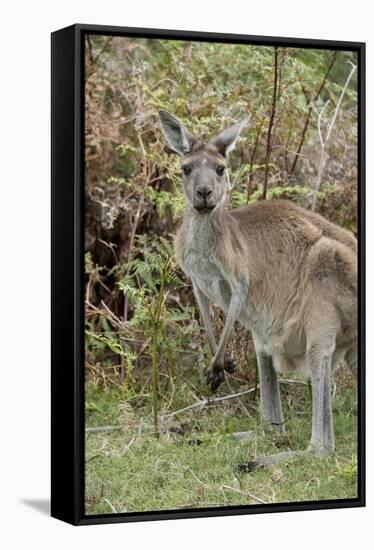 Australia, Perth, Yanchep National Park. Western Gray Kangaroo in Bush Habitat-Cindy Miller Hopkins-Framed Stretched Canvas