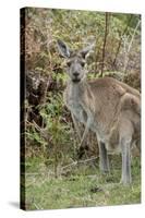 Australia, Perth, Yanchep National Park. Western Gray Kangaroo in Bush Habitat-Cindy Miller Hopkins-Stretched Canvas