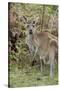 Australia, Perth, Yanchep National Park. Western Gray Kangaroo in Bush Habitat-Cindy Miller Hopkins-Stretched Canvas