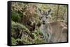 Australia, Perth, Yanchep National Park. Western Gray Kangaroo in Bush Habitat-Cindy Miller Hopkins-Framed Stretched Canvas