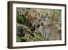 Australia, Perth, Yanchep National Park. Western Gray Kangaroo in Bush Habitat-Cindy Miller Hopkins-Framed Photographic Print