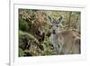 Australia, Perth, Yanchep National Park. Western Gray Kangaroo in Bush Habitat-Cindy Miller Hopkins-Framed Photographic Print