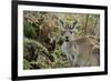 Australia, Perth, Yanchep National Park. Western Gray Kangaroo in Bush Habitat-Cindy Miller Hopkins-Framed Photographic Print