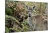 Australia, Perth, Yanchep National Park. Western Gray Kangaroo in Bush Habitat-Cindy Miller Hopkins-Mounted Photographic Print