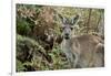 Australia, Perth, Yanchep National Park. Western Gray Kangaroo in Bush Habitat-Cindy Miller Hopkins-Framed Photographic Print