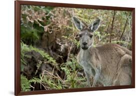 Australia, Perth, Yanchep National Park. Western Gray Kangaroo in Bush Habitat-Cindy Miller Hopkins-Framed Photographic Print