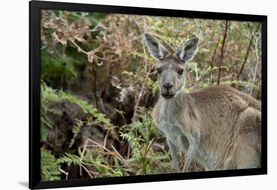 Australia, Perth, Yanchep National Park. Western Gray Kangaroo in Bush Habitat-Cindy Miller Hopkins-Framed Photographic Print