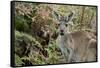 Australia, Perth, Yanchep National Park. Western Gray Kangaroo in Bush Habitat-Cindy Miller Hopkins-Framed Stretched Canvas