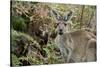 Australia, Perth, Yanchep National Park. Western Gray Kangaroo in Bush Habitat-Cindy Miller Hopkins-Stretched Canvas