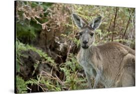 Australia, Perth, Yanchep National Park. Western Gray Kangaroo in Bush Habitat-Cindy Miller Hopkins-Stretched Canvas