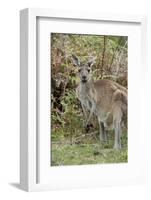 Australia, Perth, Yanchep National Park. Western Gray Kangaroo in Bush Habitat-Cindy Miller Hopkins-Framed Photographic Print