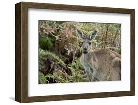 Australia, Perth, Yanchep National Park. Western Gray Kangaroo in Bush Habitat-Cindy Miller Hopkins-Framed Photographic Print