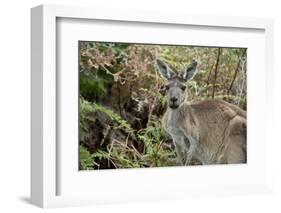 Australia, Perth, Yanchep National Park. Western Gray Kangaroo in Bush Habitat-Cindy Miller Hopkins-Framed Photographic Print