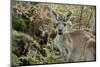 Australia, Perth, Yanchep National Park. Western Gray Kangaroo in Bush Habitat-Cindy Miller Hopkins-Mounted Photographic Print