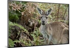 Australia, Perth, Yanchep National Park. Western Gray Kangaroo in Bush Habitat-Cindy Miller Hopkins-Mounted Photographic Print