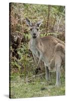 Australia, Perth, Yanchep National Park. Western Gray Kangaroo in Bush Habitat-Cindy Miller Hopkins-Stretched Canvas