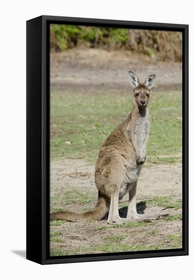 Australia, Perth, Yanchep National Park. Western Gray Kangaroo-Cindy Miller Hopkins-Framed Stretched Canvas