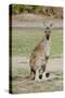 Australia, Perth, Yanchep National Park. Western Gray Kangaroo-Cindy Miller Hopkins-Stretched Canvas