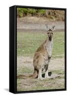 Australia, Perth, Yanchep National Park. Western Gray Kangaroo-Cindy Miller Hopkins-Framed Stretched Canvas