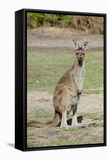 Australia, Perth, Yanchep National Park. Western Gray Kangaroo-Cindy Miller Hopkins-Framed Stretched Canvas