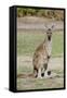 Australia, Perth, Yanchep National Park. Western Gray Kangaroo-Cindy Miller Hopkins-Framed Stretched Canvas